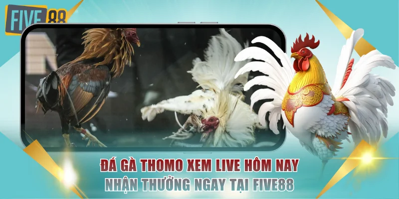 Đá Gà Thomo Xem Live Hôm Nay Nhận Thưởng Ngay Tại FIVE88 1 Đá gà Thomo