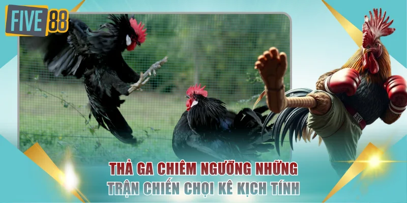 Đá Gà Trực Tiếp - Xem Full HD Những Màn Đấu Gay Cấn 3 Thả ga chiêm ngưỡng những trận chiến chọi kê kịch tính
