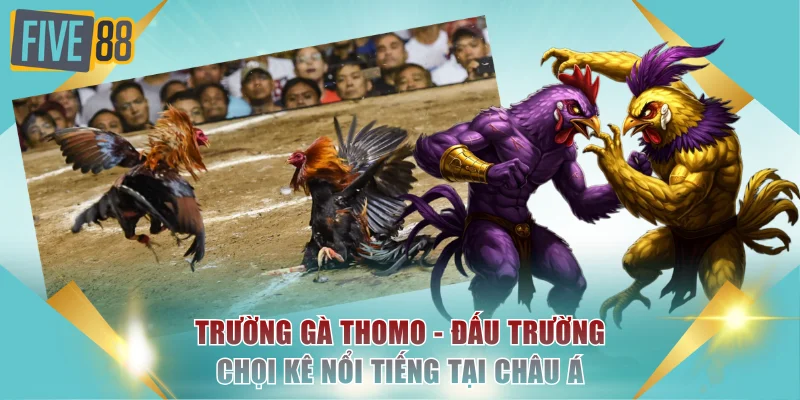 Trường Gà Thomo - Đấu Trường Chọi Kê Nổi Tiếng Tại Châu Á 1 Trường gà Thomo